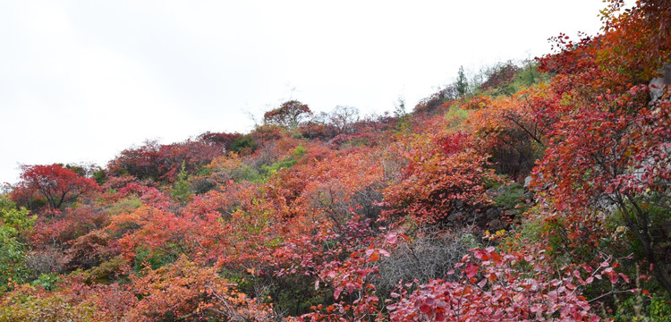 红色的山坡风景摄影