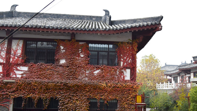 仿古建筑和爬山虎图片