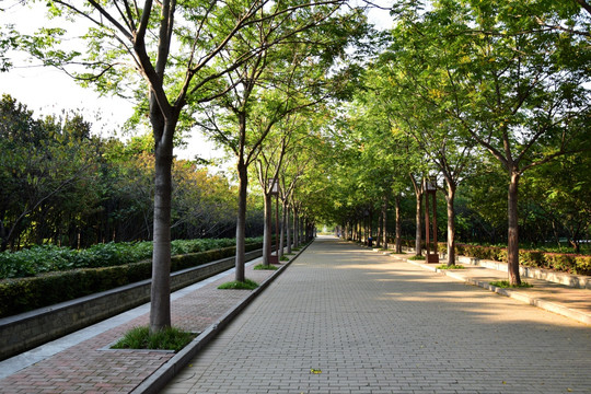 绿植行道树景观图