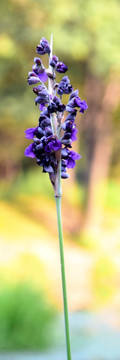紫色的花束高清图片