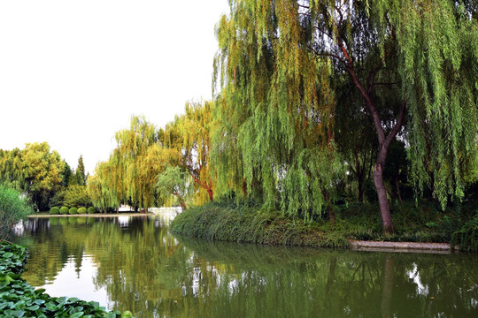 公园里的湖水和柳树