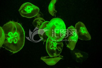 发光水母 水母背景素材