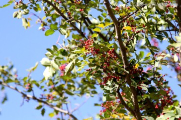 花椒树
