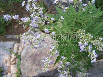 淡紫色小花