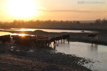 夕阳 河水 牛群