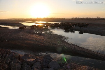 夕阳 河水 牛群