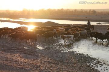 夕阳 河水 牛群