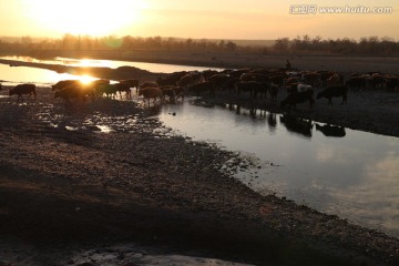 夕阳归牧