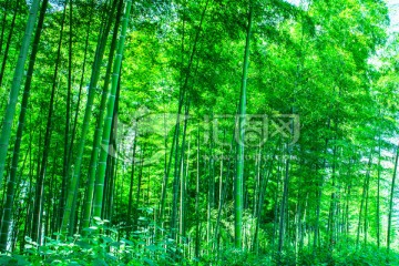 竹子 绿竹 阳光竹林