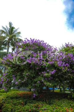 紫色花树