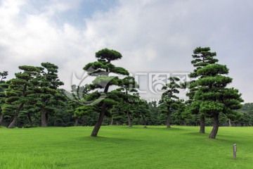 日本皇居外苑森林