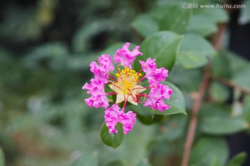 红花黄蕊