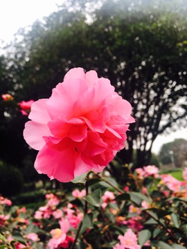 茶花