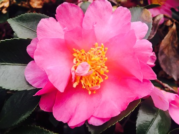 茶花
