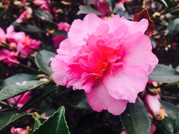 茶花