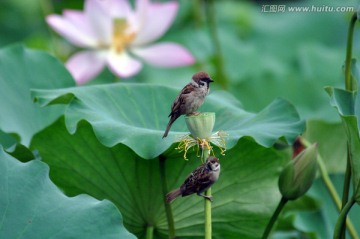 荷塘双雀