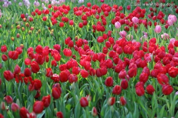 红色郁金香 花丛