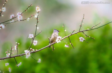 梅花