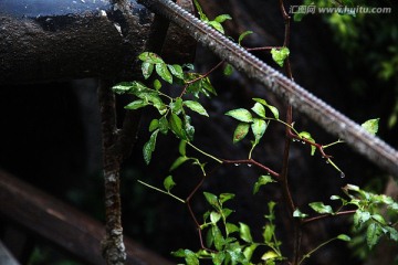 雨后 绿叶 自然