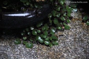 雨后 绿叶 自然