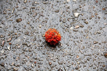 雨后 地上的小红果