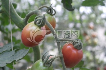 圣女果 小番茄 西红柿 小西红