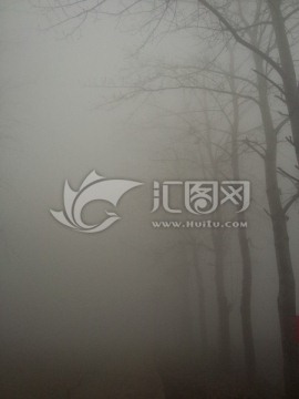 雾霾中的白杨树