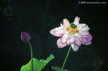 荷花