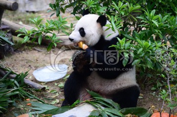 熊猫吃蛋糕