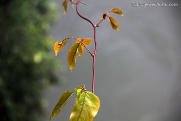 雨后 绿叶 自然