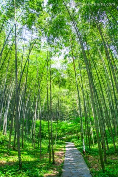 竹林 小路