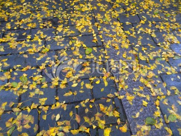 银杏叶 落叶 背景 草地 银杏