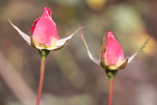 花蕾 花苞