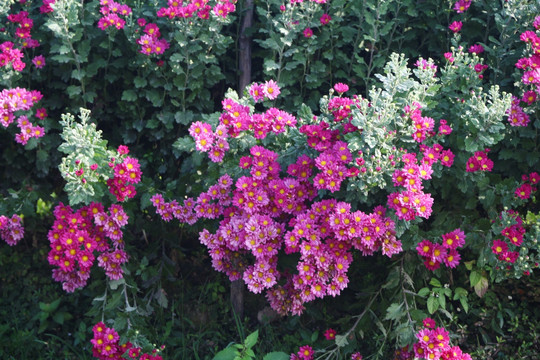 菊花