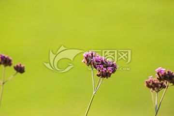 花朵特写