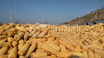 玉米，玉米堆