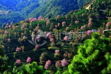 无量山樱花谷