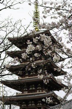 日本浅草寺樱花