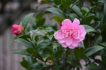 山茶花