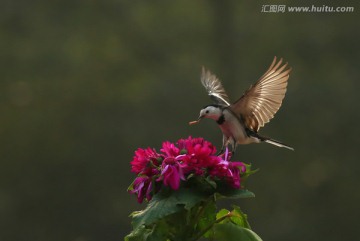 白鹡鸰