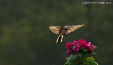 白鹡鸰