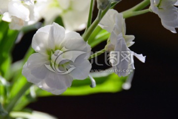 白色花朵 紫罗兰
