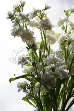 花束 紫罗兰 鲜花