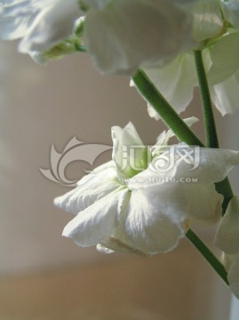 花卉特写 白色花朵 紫罗兰