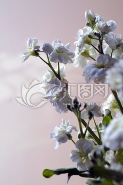 紫罗兰 花束 花枝