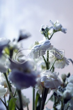 紫罗兰 无框画素材 花束