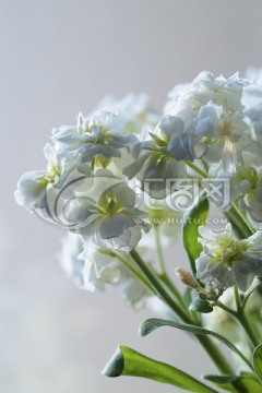 紫罗兰 白色花卉 鲜花