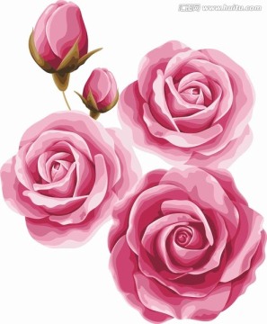 手绘玫瑰花