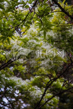 流苏树花
