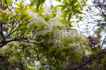 流苏树花